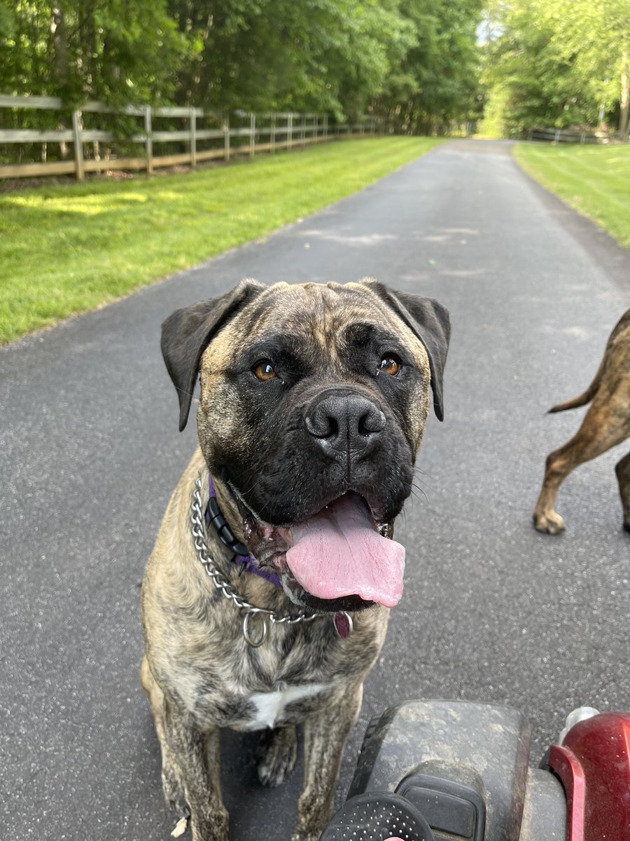 LouisLlpbowen's tweet image. Happy #TongueOutTuesday from Mocha and Coco. Have a nice day.