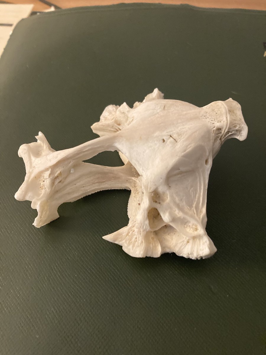 Russell 🐟 tweet media