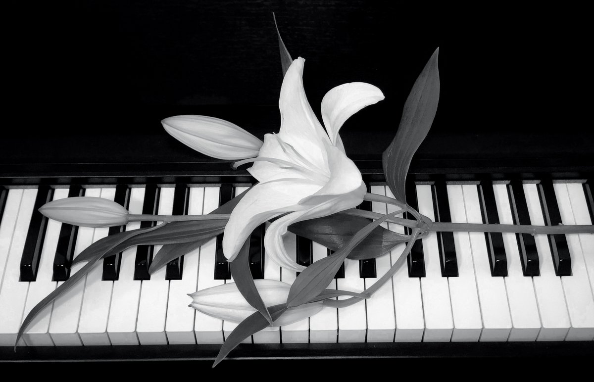 ana_minster's tweet photo. Song of Songs 🤍 8 days left to help bring the album to life:
https://t.co/GmBeCkgtOw

#dark #darkatmosphere #noir #Kickstarter #ProjectWeLove #singer #singersongwriter #Toronto #poetrylovers #gothic #gothgirl #NewAlbum #Melancholia #inspiration https://t.co/QgUq8DMCvZ