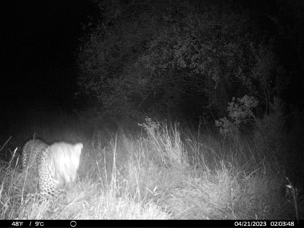 londolozi's tweet photo. Camera Trap Chronicles #4 – The Search For The Ximungwe Female
https://t.co/aY8CRd9fPx

#londolozi #thelondolozieffect #relais #relaischateaux #wildlifeblog #animalblog #naturelovers #luxurysafari #safari #safaristories @relaischateaux https://t.co/odSF69hXFE