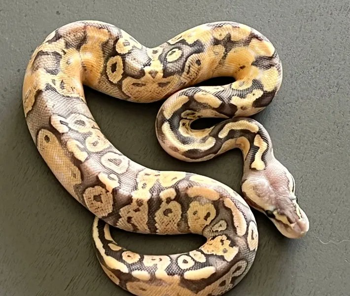Pewter Ghost Paradox 
Ball Python by A&G ball pythons 

buff.ly/3MZ92eh