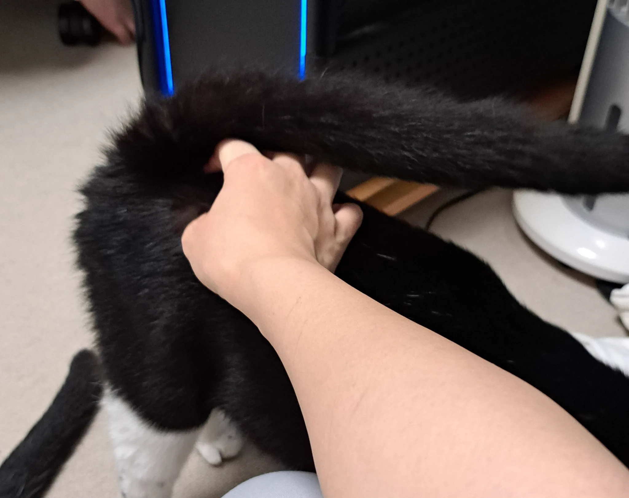 @ruuiruiruirui 我が家も ももちゃんタイプ！🐈️💕 