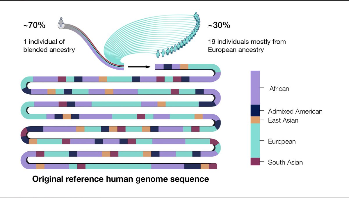 Why did we need to update the human genome reference sequence? When it was created during the Human Genome Project, around 70% of it came from only one person with blended ancestry, which includes African, European, Admixed American, East Asian and South Asian ancestry.