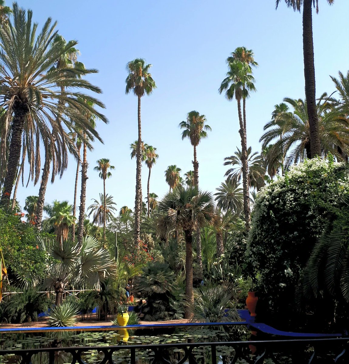 destinationpro_'s tweet photo. Pour clôturer notre carnet de #voyage 😍, direction le splendide jardin Majorelle de #Marrakech 🌴 !!
L'étape idéale pour terminer un séjour que l'on a adoré !

#Maroc #Travel #travelblogger #travelphotography #destination #palmtree https://t.co/AkHRPVSex2