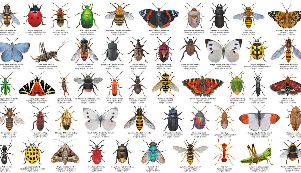 I’ve been illustrating the insects I spot in our tiny city garden. I’m astonished by the species diversity in such a small space (this is just a selection). We avoid mowing &amp; digging, encourage ground cover, nurture weeds, created a small pond and log pile.
