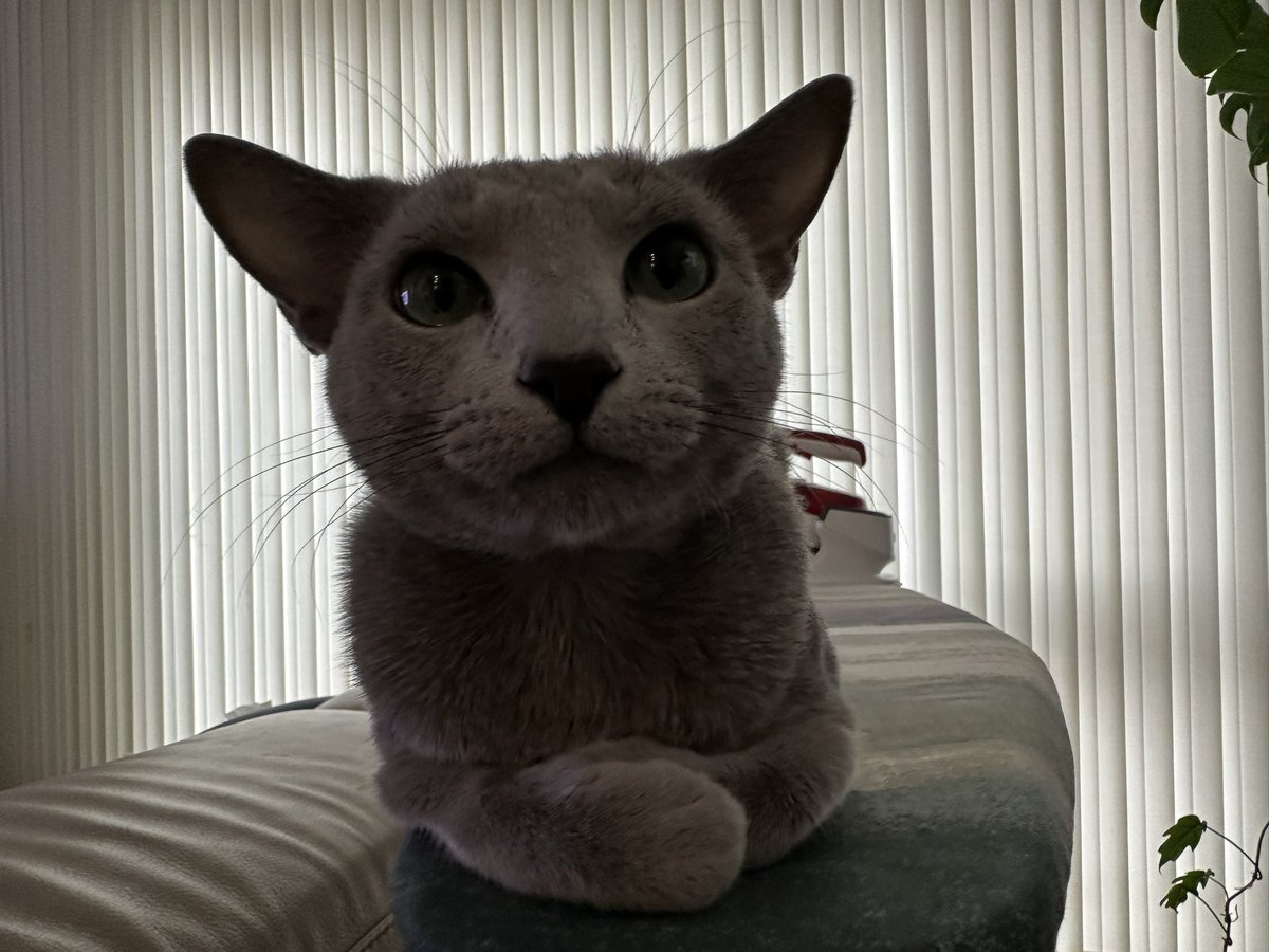 雨ばっかりで、お家の中も真っ暗だ🐈‍⬛
#russianblue
#ねこ