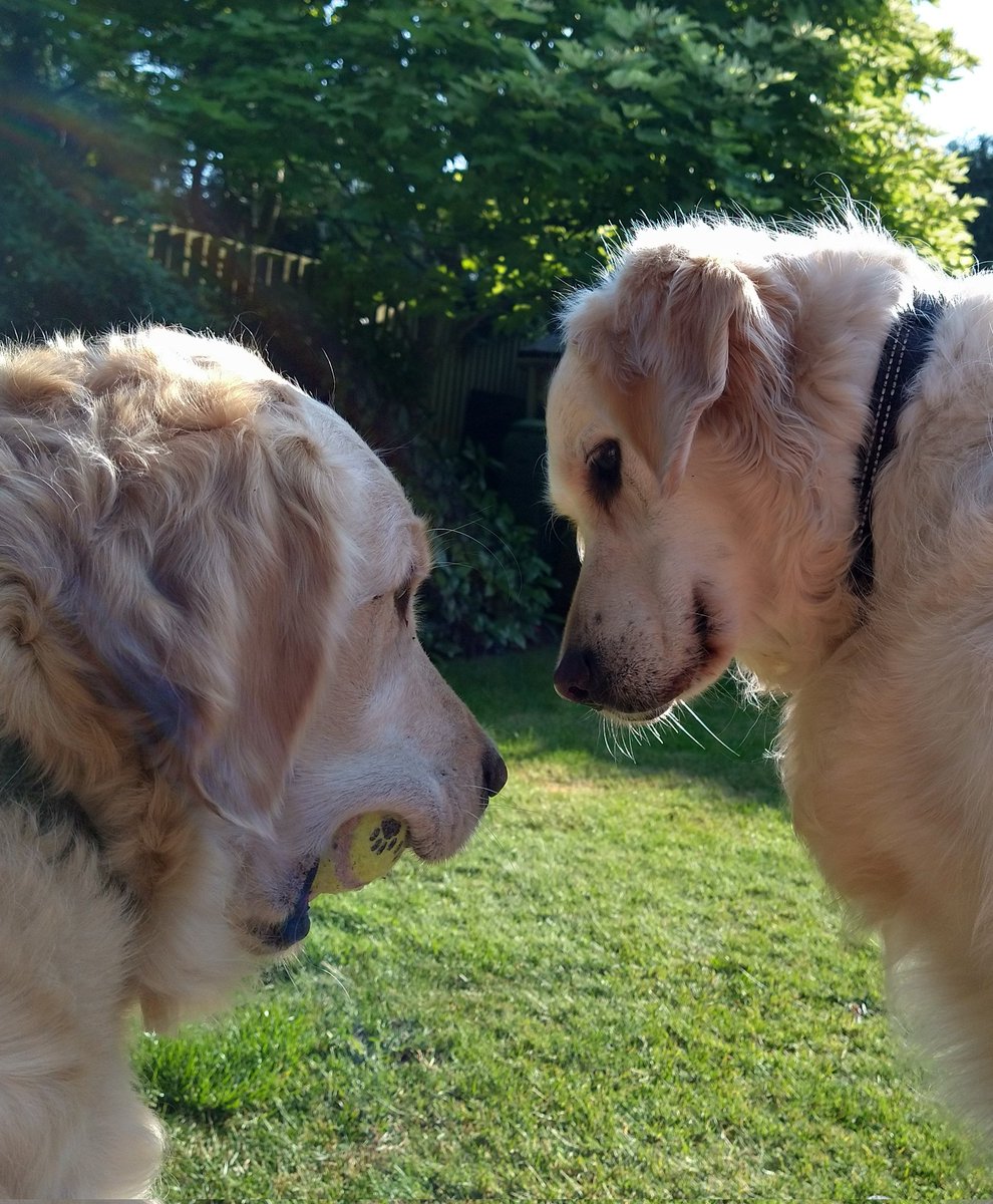 kitteridge_lisa's tweet photo. Cooper: "Erm Luca, I think you have mistakingly got something of mine in your mouth!"
Luca: "Nope - nothing to see here pal." 😜🐾🎾
#balls
#sharing
#tormenting https://t.co/BcMQvnXBLQ