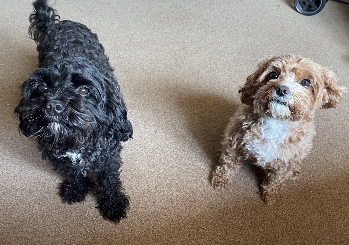 These two are up to something 😂😂🦴