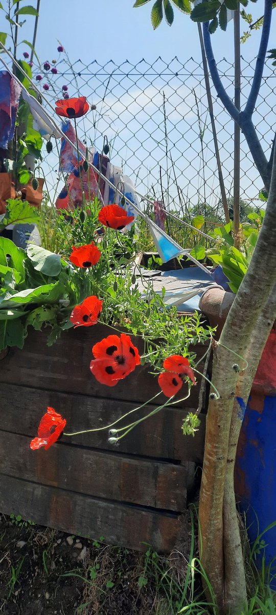 Glenluce Nursery poppies in full bloom in our Kindness Kingdom. Please remember  to vote and share. Thank you. keepscotlandbeautiful.org/pocket-garden-…

#ksbscotland #pocketgarden #oneplanetpicnic #dgceducation #thegallowaynews  #oldlucedevelopmenttrust #communityreuseshop #incredibleedibles