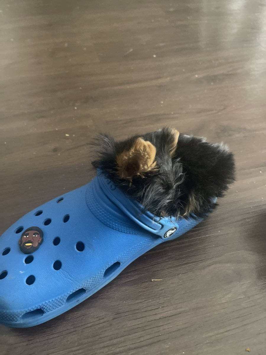 KoriDaGreat's tweet photo. My mom is a Yorkie breeder if anybody wanted one Louisiana/Texas 📍  DM me for prices🥳 https://t.co/WwdEKlE1nQ