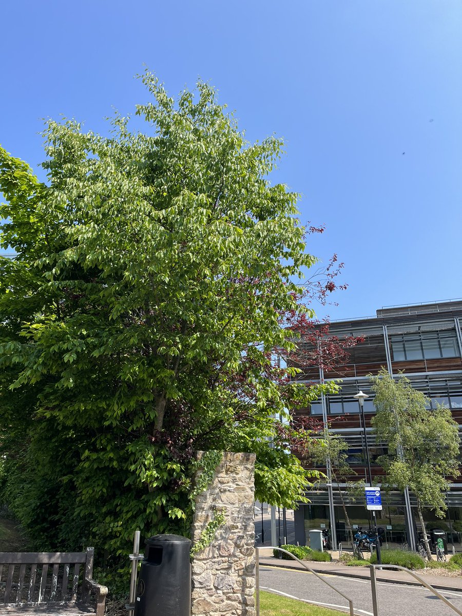Enjoyed a break outside after spending a wonderful hour with 3rd year nursing students this morning as part of their ‘Preparation for Practice’ 🙏 #spiritualcare #chaplaincy #allfaithsandnone #takeabreak #wellbeing #vbrp #listeningservice