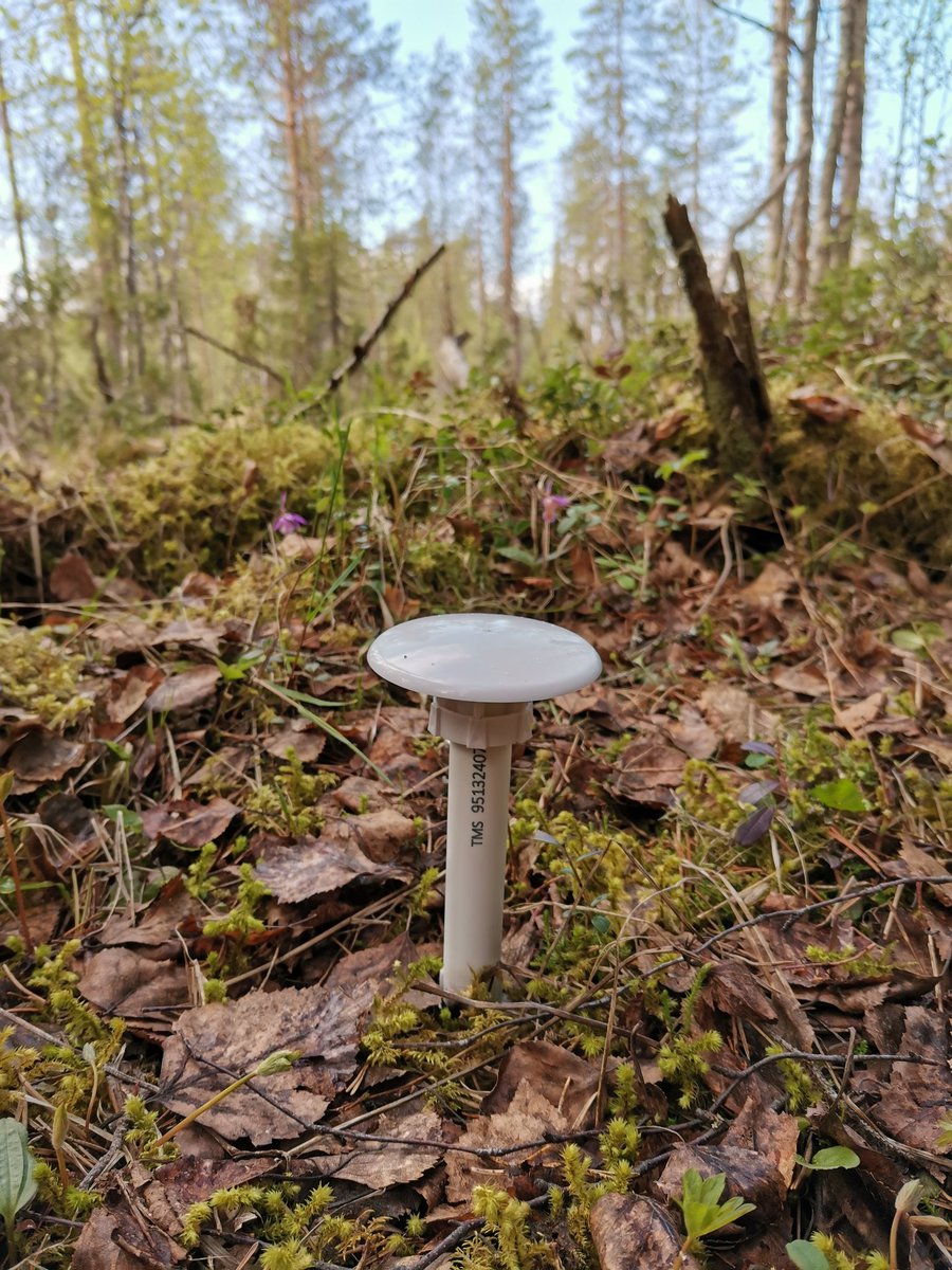 What a field trip! 75 #microclimate loggers installed to the occurrence sites of #Calypsobulbosa and 90 kms of hiking done on the side! Can't wait to find out more about the relationship between microclimate and the abundance and fitness of C. Bulbosa. 🌱 #neidonkenkä #phdlife