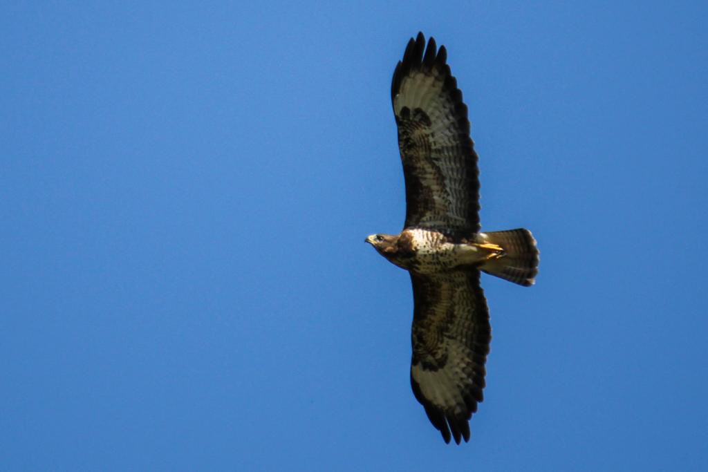 Look at it soar! 🤩🦅

Eyes to the sky as you listen out for the cat-like, 'kee-yaa' calls of the #Buzzard as it soars high over our Parc Slip Nature Reserve. 👀 

#WildAboutParcSlip #Wildlife #30DaysWild #WildlifeTrust 

 📷 Thank you Karen Edwards for sharing the photo👏