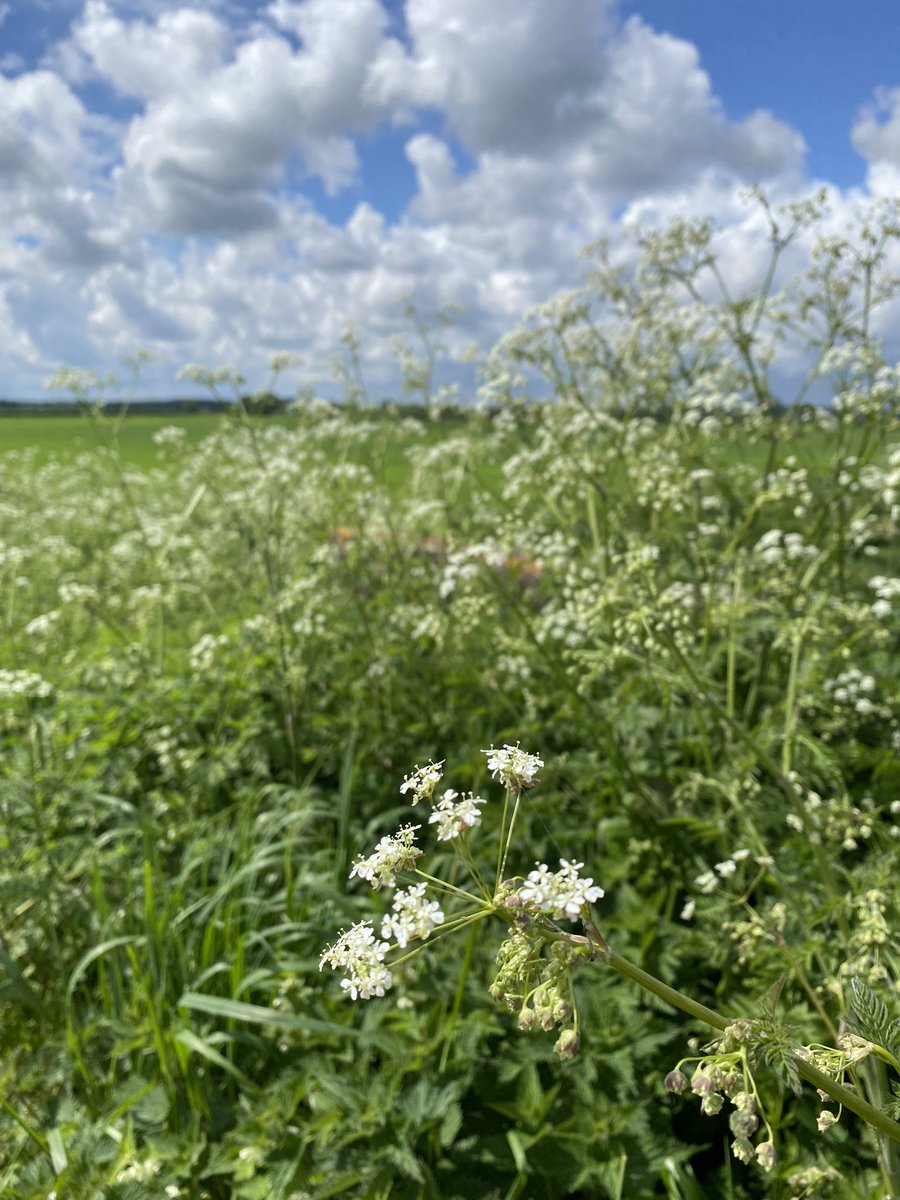 Edible? Medicinal? hillholtwood.co.uk/nk-walking-fes… for tickets to our Bracebridge  HERB WALK Saturday at 10am from War memorial on Sleaford Rd.