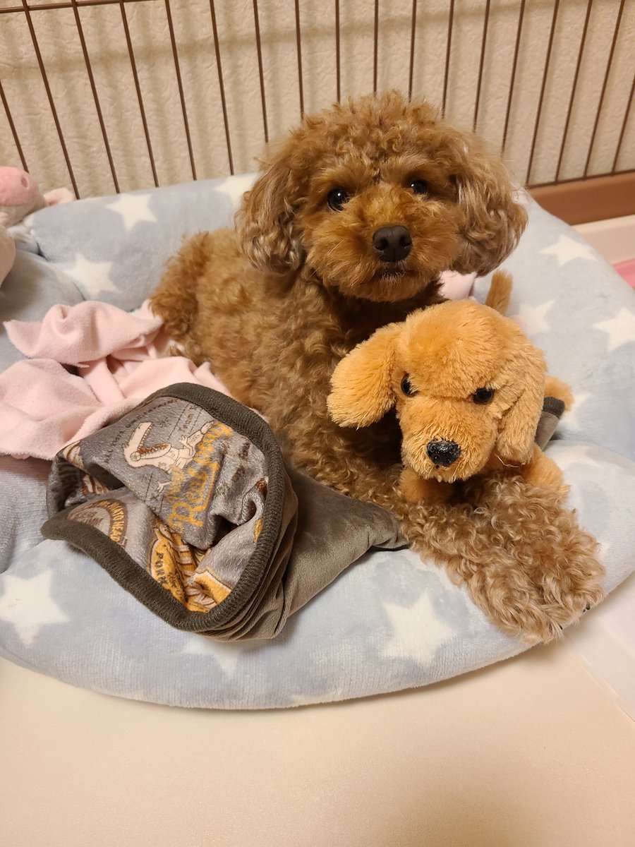🐶子育て体験中💖
そっくりな お人形でしょ✨

#トイプードル #メス #犬好き #犬好きさんと繋がりたい #犬のいる生活