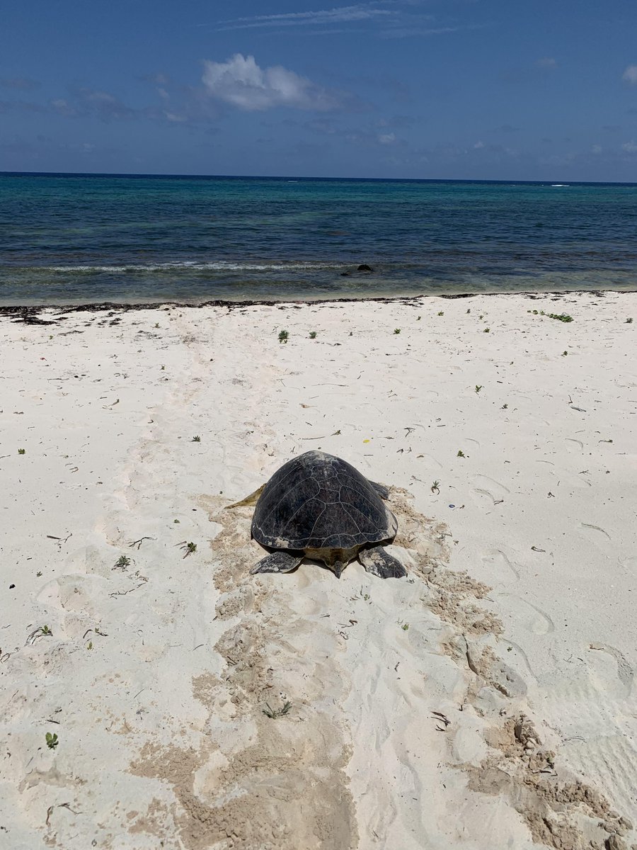 It's #SeaTurtleWeek! This green turtle is returning to the sea after getting stuck under a deck & being rescued by our Turtle Team. Want to help? Report suspected turtle tracks via WhatsApp to our Turtle Hotline 938-NEST. Please call to report any turtle-related emergencies.