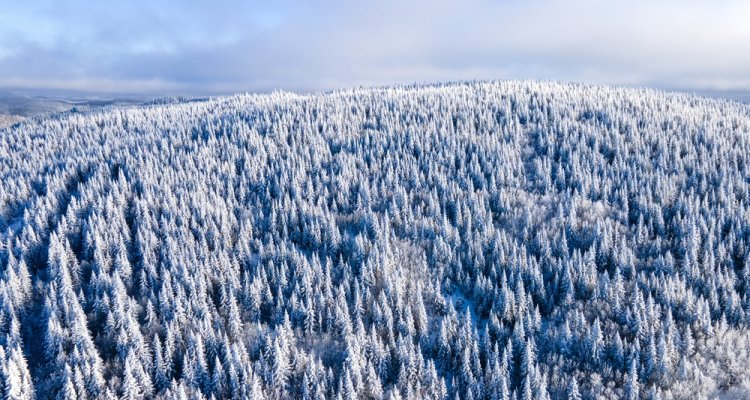 WUR's tweet photo. #Forests 🌲❄️ | Boreal forests are expected to move northwards due to climate change. An international study, led by WUR, used 20 years of tree cover data from satellites to observe how boreal forests in North America are changing. Want to know how? ⤵️ https://t.co/kQaIQZaoGU https://t.co/DefcWJrrws