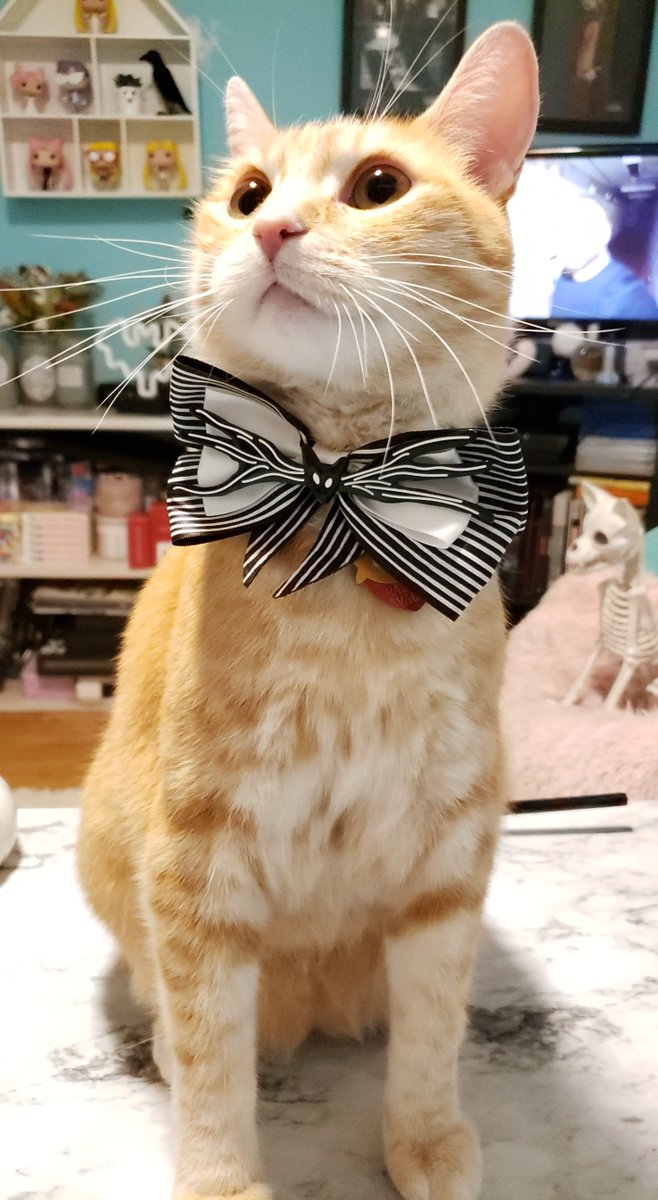 Catwheezie's Stash (@realcattohours) on Twitter photo 