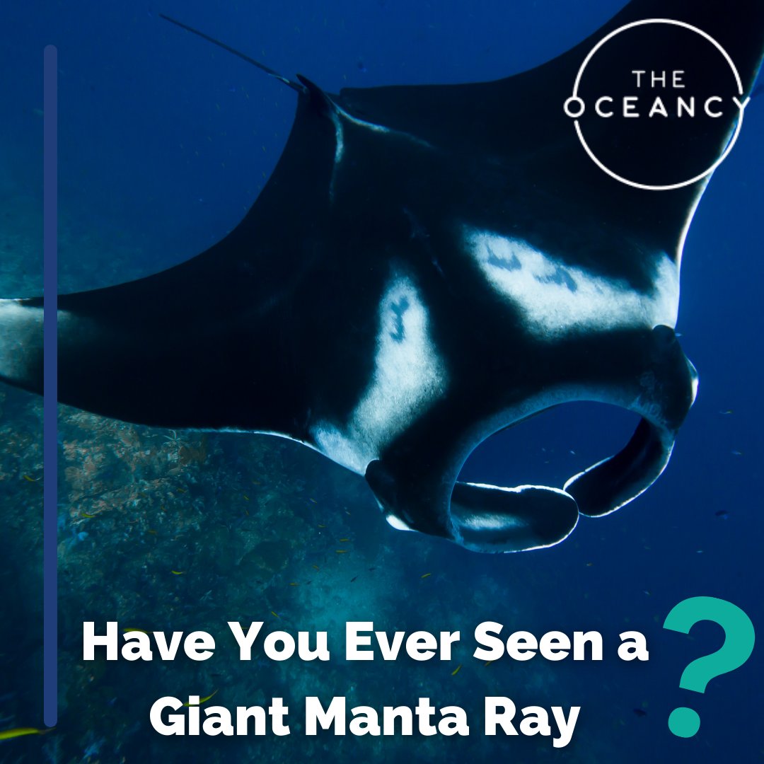 The Oceancy tweet media