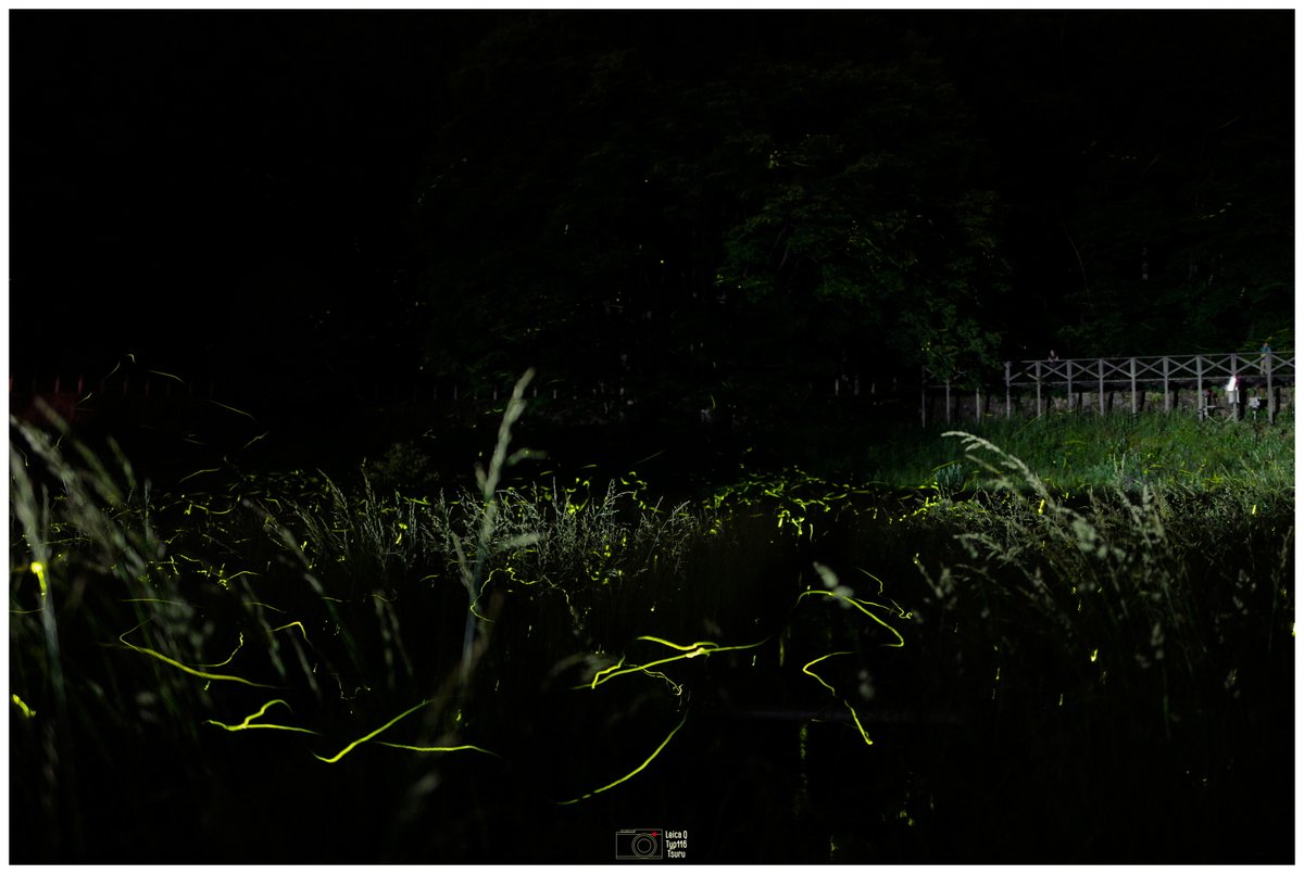 Fireflies in Tatsuno-town.

#Leica #leicaQ #typ116
