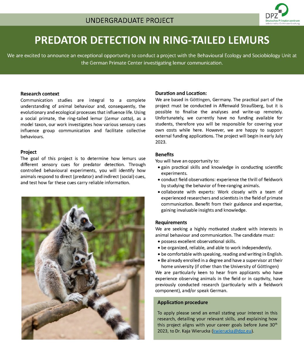 📢Calling all undergrads in (or close to) Germany! Join our new research project on lemur communication! Apply now for a great opportunity to get hands on experience and contribute to the field of animal behavior research! #UndergraduateResearch #LemurResearch