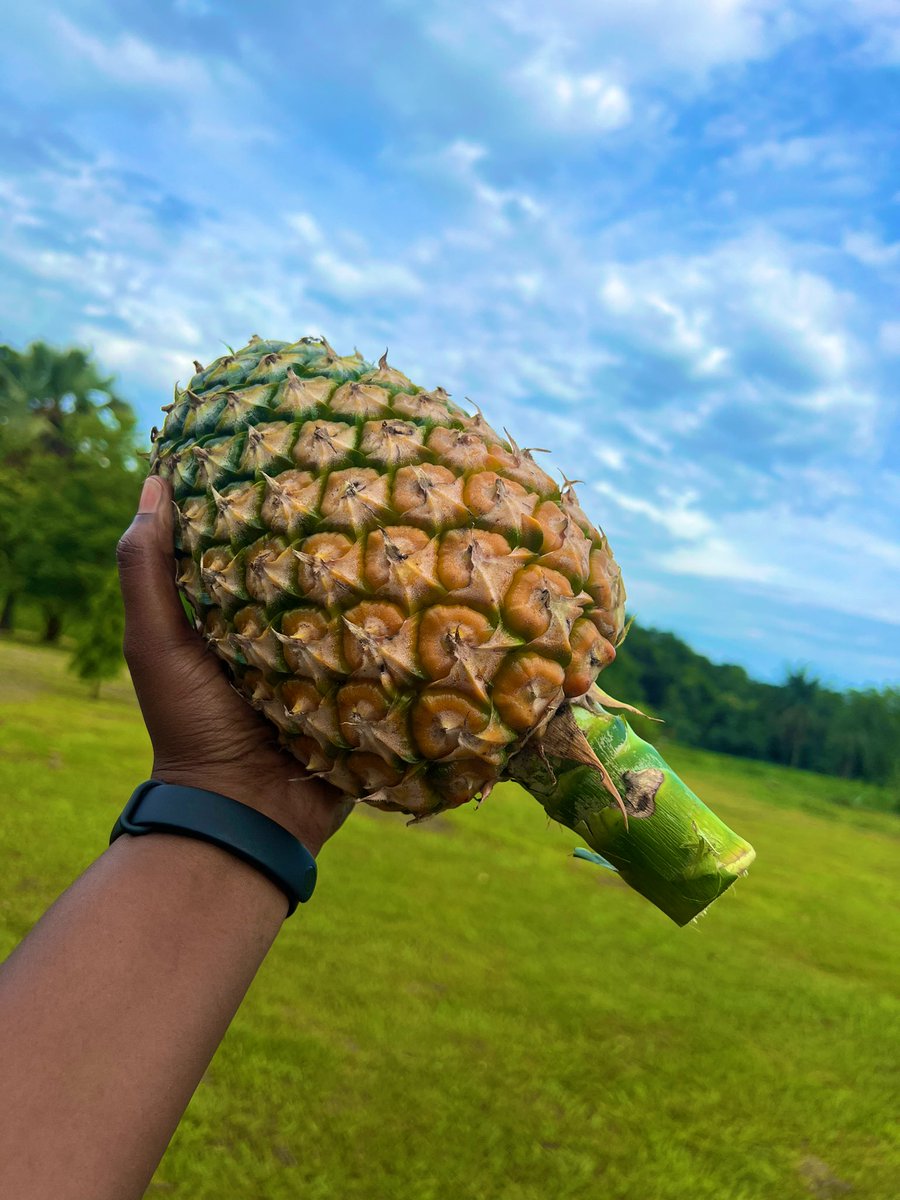 juliana_siapai's tweet photo. The #Azande bragging rights #SSOT
Sweetest pineapples you will ever taste in #SouthSudan is in W.E.S 🤗 https://t.co/DT5jcjiWlD