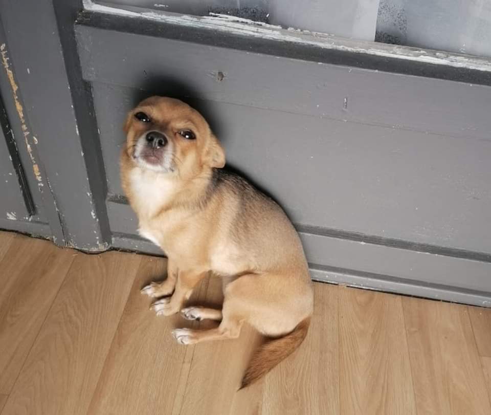 secouraerika's tweet image. Faites tourner dans le maximum de groupe svp !!! 🙏🙏🙏 PARTAGER EN MASSE SVP !!!! 
59 NORD TOURCOING 
Cela fait 34 jours que tu t&apos;es sauvé et que je cherche désespérément après toi je n&apos;arrive plus a avancer c&apos;est tellement dur 😭😭 et je n&apos;arrive pas a me dire que je ne reverra