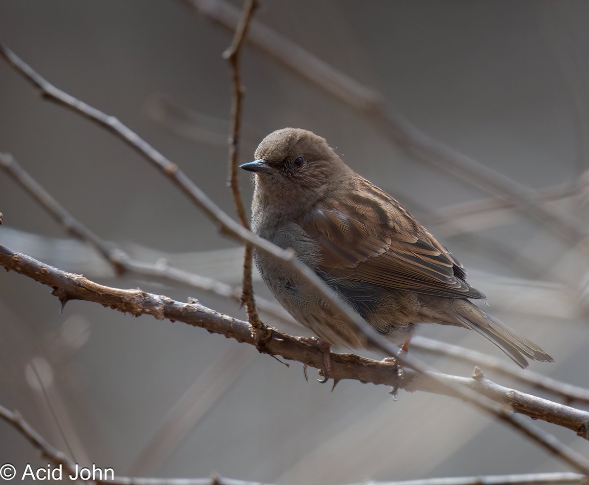 What a stunning bird, it has everything going for it looks and colour wise. I mean just look at it, every shade under the rainbow from greyish brown to blackish brown, Japanese Accentor. I deleted the 1 pink pixel of Long Tailed Rosefinch. Karuizawa Park, #Japan #BirdsSeenIn2023