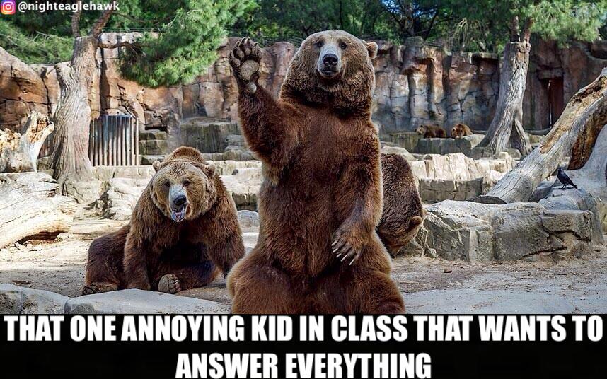 Stop sucking up Billie. #bear #bears #brownnose #suckup #teacherspet #class #school #animalmemes #animals #nature #wildlife #animalkingdom #memesdaily #memes #meme #memes😂 #raiseyourhand #student #bearsofinstagram #bearstagram #brownbear #grizzly