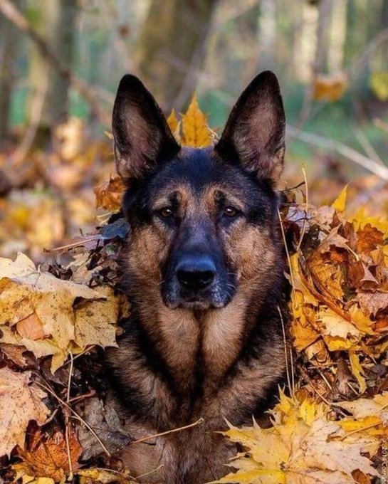 So cute German shepherd