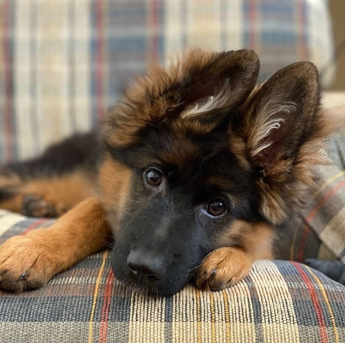 So cute German shepherd