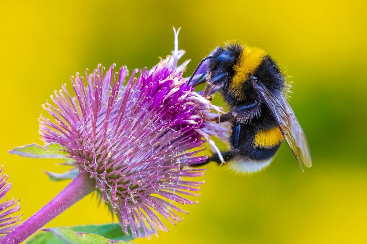 EFSA_EU's tweet image. 🐝 #PollinatorHealth | Around 500 participants joined our online info session today to learn about the revised guidance document on the #RiskAssessment of #pesticides and #bees.

Find out more 👉 europa.eu/!946KXv

#EUFarm2Fork🌱
