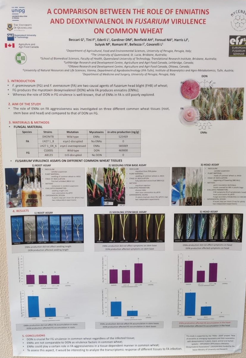 enniatin's tweet photo. Some MYCENDEA results are shown in a poster at the 16th EUROPEAN FUSARIUM SEMINAR (Rome 12-15 June 2023)#enniatin #fusarium #mycotoxins #EFS16 https://t.co/bWYHmET8LW