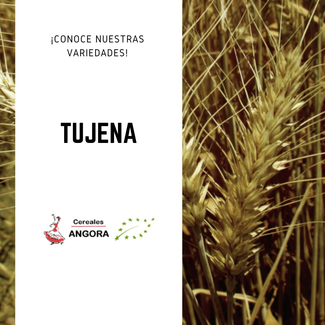¡Os presentamos a nuestra variedad ecológica Tujena! Está semilla de trigo presenta una alta productividad tanto en secano como en regadío y una gran resistencia a encamado. 🌾

¡Descubre todos los detalles en nuestra web! 👍