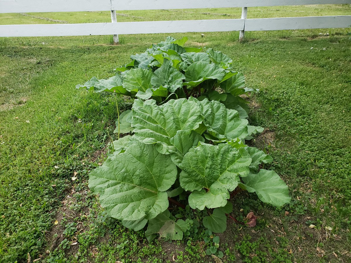 Twitridge's tweet image. Rain please (it is in our forecast)! #Spring2023 #CHCab #PeaceCountry