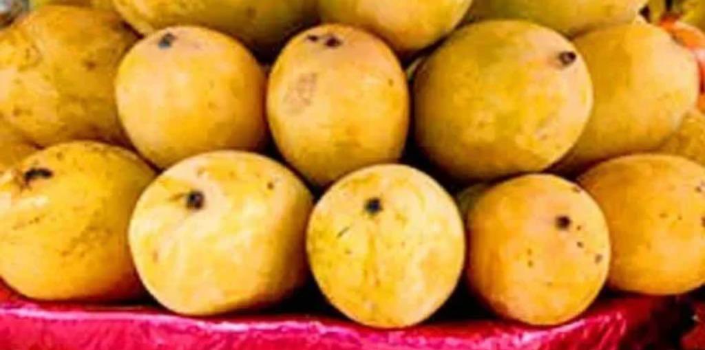 Handpicked Organic Malda Mangoes.

From #FPO farmers from Bhagalpur. 
Online at 

mystore.in/en/product/org…

Malda mango is king 👑 of the Mango world- sublime taste, unbelievably delicious.

You can’t have just one! It’s simply too good.
@AgriGoI @nstomar @ONDC_Official