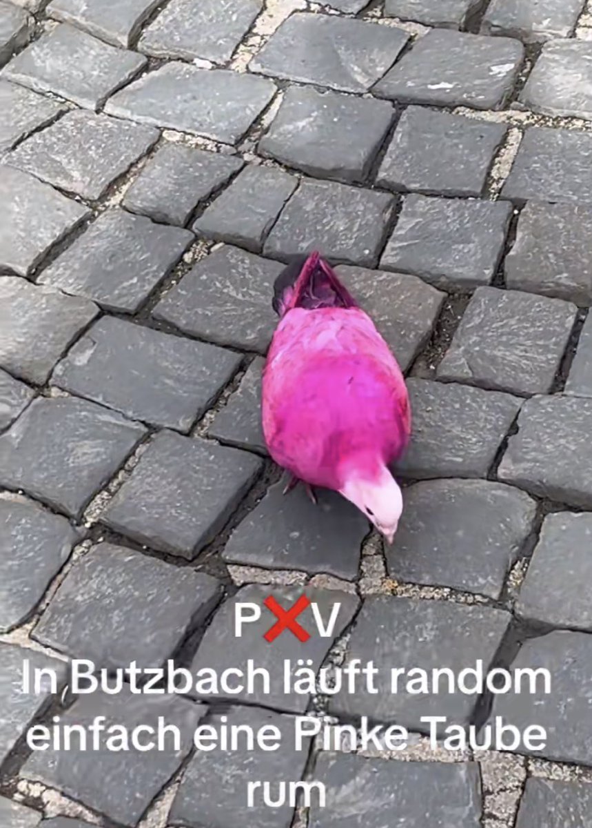 einfach shiny pokemon in reallife