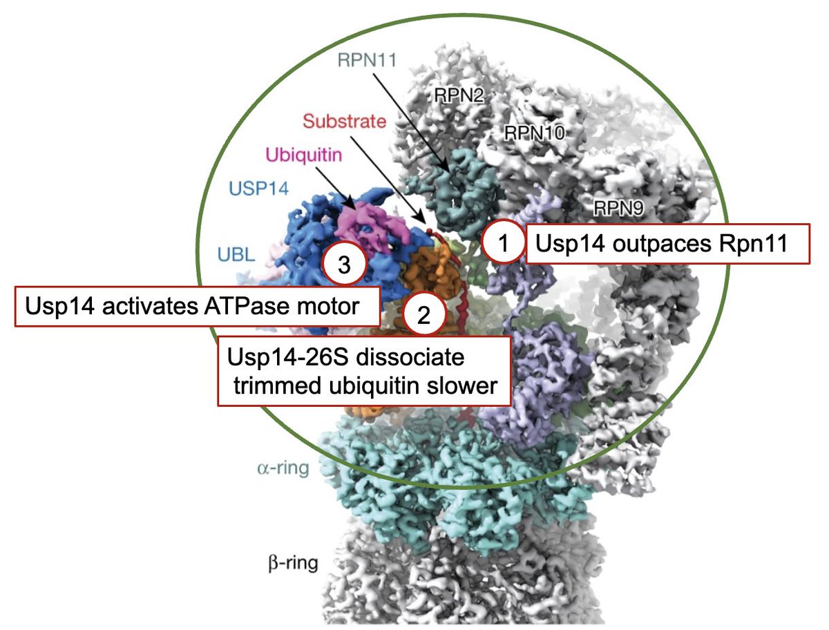 CrosasLab's tweet photo. Spectacular tuning effect of Usp14 mediated by 3 allosteric checkpoints that make the 26S proteasome even more sophisticated. Thanks Y. Mao, D. Finley and all contributors. Retain in memory.
https://t.co/581v4lId4f https://t.co/LiZN7jNRf6