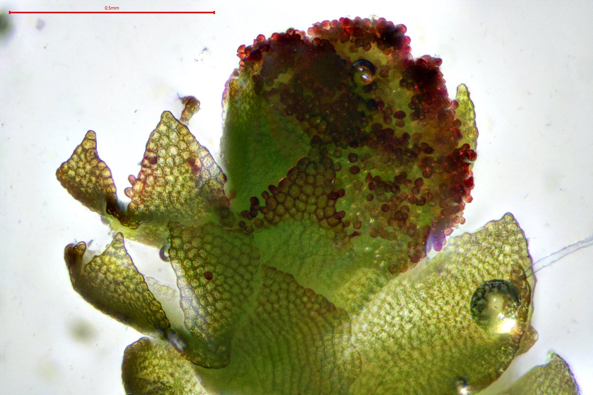 Jim Haseloff (@jimhaseloff) on Twitter photo Photography competition to celebrate the 100th anniversary of the British Bryological Society closes at the end of the month. Categories: bryophytes in the landscape, bryophytes under the microscope, close ups of bryophytes and bryologists in action.
(britishbryologicalsociety.org.uk/year/2022-year…) Photography competition to celebrate the 100th anniversary of the British Bryological Society closes at the end of the month. Categories: bryophytes in the landscape, bryophytes under the microscope, close ups of bryophytes and bryologists in action.
(britishbryologicalsociety.org.uk/year/2022-year…)