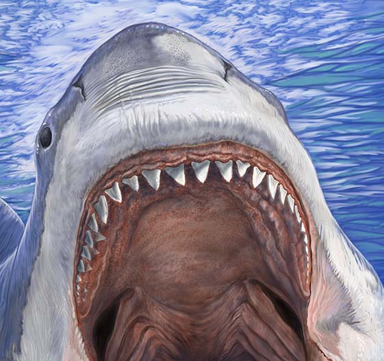 teeth no humans sharp teeth shark open mouth water monster general  illustration images