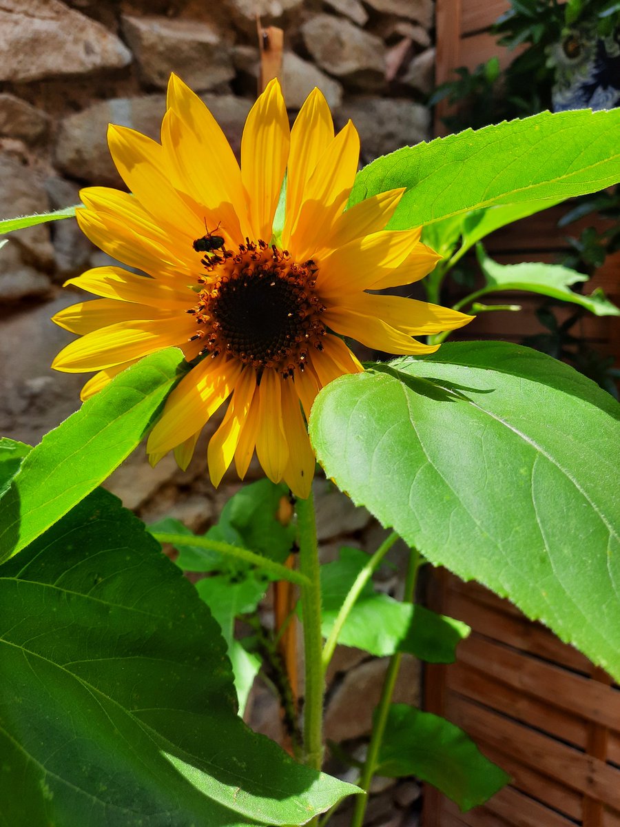 MagnoliaFrance's tweet image. The #garden is blooming le jardin fleurit #Azille #Aude #sunflower #lavender #passionfruit