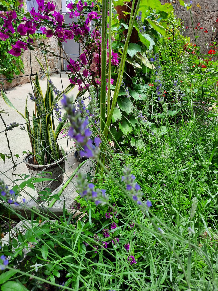 MagnoliaFrance's tweet image. The #garden is blooming le jardin fleurit #Azille #Aude #sunflower #lavender #passionfruit