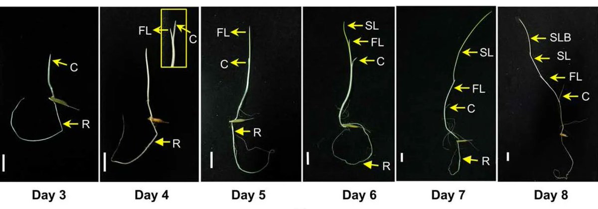 Two splice forms of OsbZIP1, a homolog of AtHY5, function to regulate skoto- and photo-morphogenesis in rice buff.ly/3NqdaFs @eshansharma1 @ASPB #PlantSci