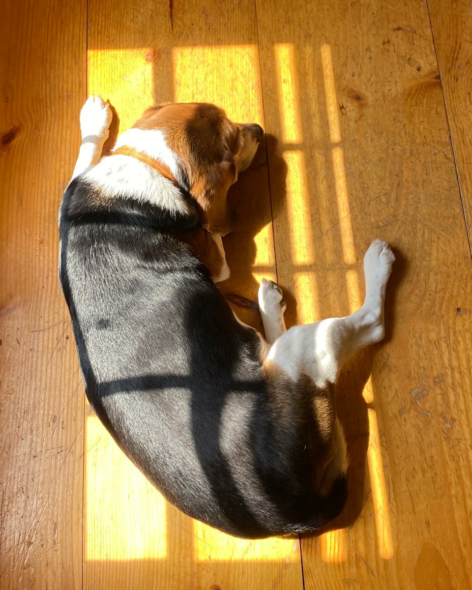 Beagle Facts tweet media