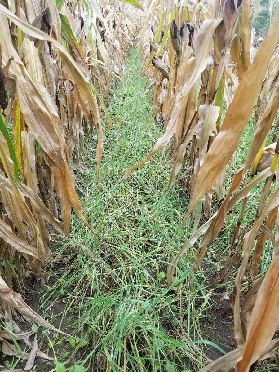 DLFCAN's tweet image. Here are some great #interseeding tips from #DLF! In this article you can find several resources, including our cover crop tool selector, to help you decide which cover crop will be the most beneficial for your operation. 🌽 🌱 

Read the article here: buff.ly/3CpOsPi