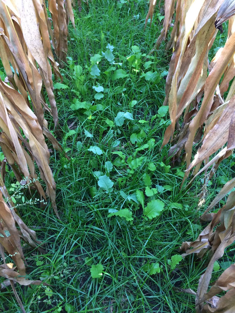 DLFCAN's tweet image. Here are some great #interseeding tips from #DLF! In this article you can find several resources, including our cover crop tool selector, to help you decide which cover crop will be the most beneficial for your operation. 🌽 🌱 

Read the article here: buff.ly/3CpOsPi