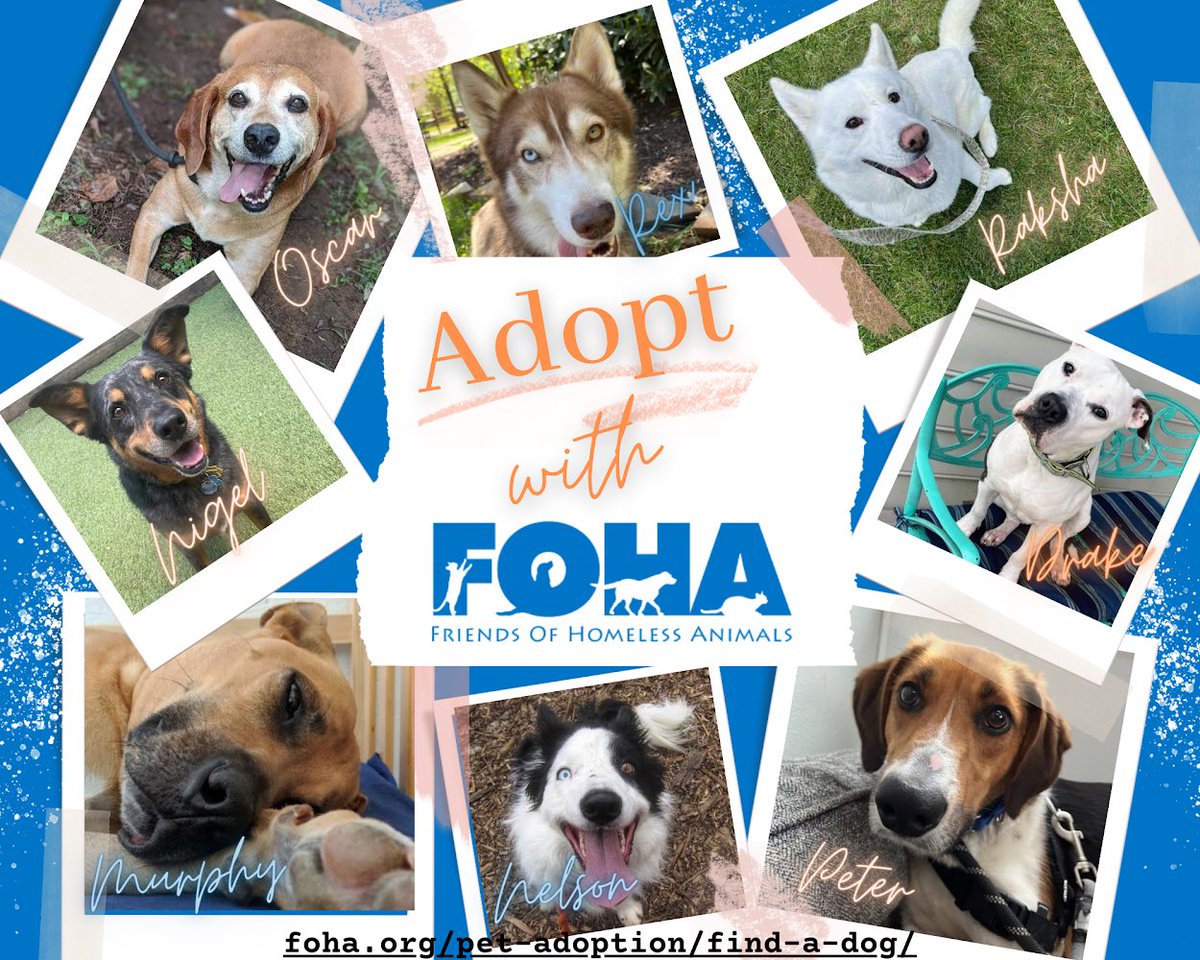 foha_va's tweet photo. Check out the cutie-patooties who are currently looking for homes, plus many, many more! (Seriously! Too many cute pups to post them all!)
Adopt. 
Foster.
Volunteer. 
Donate. 
Share. (RT)
https://t.co/cFI4FgKMC1...
#AdoptDontShop #WhoRescuedWho
#BestFriend #ForTheLoveOfDogs https://t.co/szMSUuU2SJ