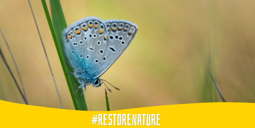 bund_net's tweet photo. Über 3000 Wissenschaftler räumen mit @eppgroup Mythen auf und fordern, dass der 🇪🇺 #GreenDeal fortgesetzt wird. #RestoreNature muss kommen. Wir fordern von allen MdEPs: Auf die Wissenschaft hören, statt #Naturschutz blockieren! 

▶️ https://t.co/Nr35ucWOpF https://t.co/cx7LZTLutw