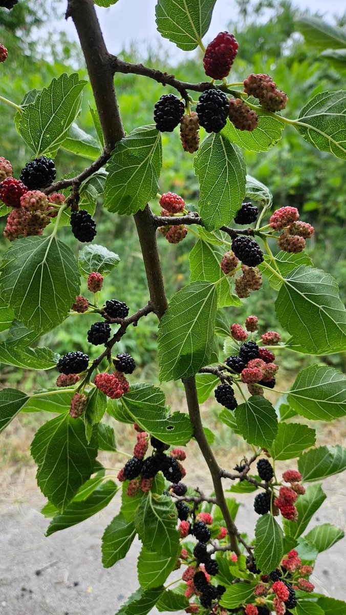 Thumb-sized #mulberries free for the picking on one of our local trails. Delicious. They ripened overnight! 
#freefood