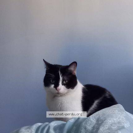 Chat Perdu tweet media